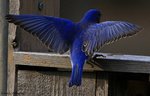 611rtzzb4o1_1280.jpg