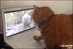 h21sJe1qd6fjmo1_400.gif