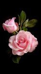 nz9iw2v9CO1tg74jzo1_1280.jpg