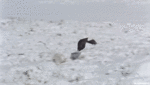 5fi7Vb1tq9q5vo1_400.gif