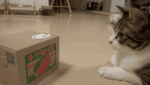qTuA51s02vreo2_500.gif