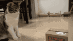 kqTuA51s02vreo1_500.gif