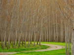 Hybrid Poplar Trees, Boardman, Oregon.jpg