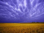 Field of Amber Grains, Iowa2.jpg