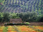 Andalucia, Spain.jpg