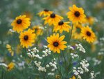 Black-Eyed Susans and Daisy Fleabane Flowers, Kentucky2.jpg