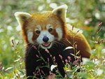 Firefox, Red Panda2.jpg
