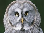 Great Gray Owl, Finland2.jpg