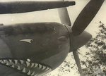 spitfire_shark_193.jpg