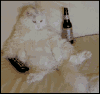 zzzzzzxcat.gif