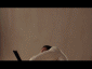 zzzzzcorinthian.gif