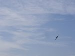 IMGP0868.jpg