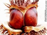 natura042.jpg