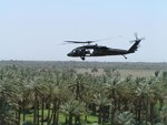 close over palms.jpg