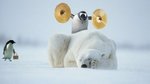 Penguin-plays-joke-on-Polar-Bear.jpg
