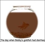 goldfish%20diarrhea.jpg