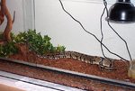 pandora feeding3.JPG
