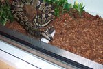 pandora feeding6.JPG