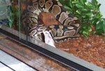 pandora feeding8.JPG