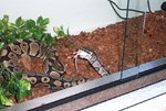 pandora feeding9.JPG