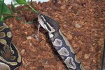 pandora feeding10.JPG