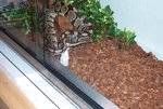 pandora feeding 7.JPG