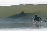 big shark in wave.jpg