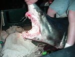 645_lb_Mako_Shark_caught_offshore.jpg