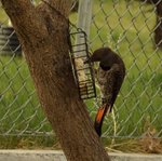 Red Shafted Flicker 3.jpg