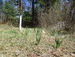 IMG_0211.jpg