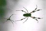 Male & Female Spider.jpg
