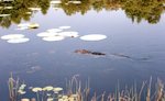 Alligator Texas 1.jpg