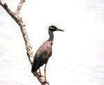 Black Crowned Night Heron 1.jpg