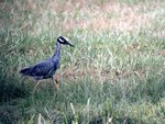 Black Crowned Night Heron 2.jpg