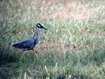 Black Crowned Night Heron 2.jpg