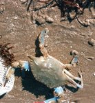 Blue Crab 1.jpg