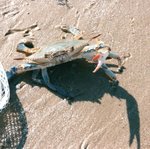 Blue Crab 2.jpg