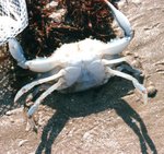 Blue Crab 3.jpg