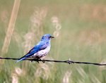 Mountain Bluebird 1.jpg