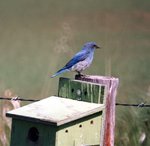 Mountain Bluebird 2.jpg