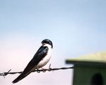 Tree Swallow 1.jpg