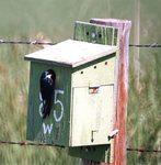 Tree Swallow 2.jpg