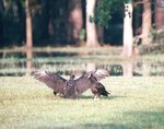 Turkey Vultures in Houston.jpg