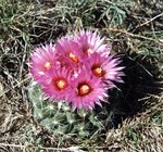 Pincushion Cactus flower.jpg