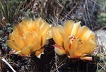 Prickly Pear Cactus flower 1.jpg