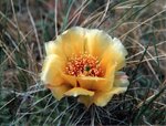 Prickly Pear Cactus flower.jpg