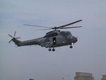 UAE Puma.JPG