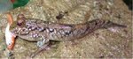 mudskipper.JPG