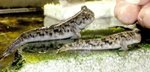 mudskipper2.JPG