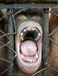 Orangutan%20Mouth.jpg